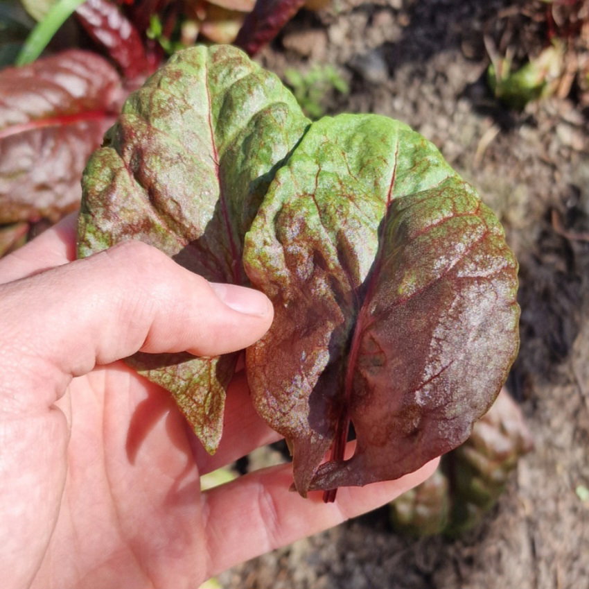 Rode Veldzuring - Red Field sorrel