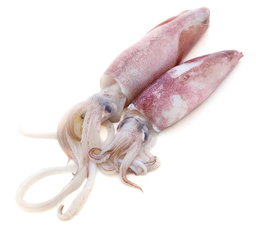 SQUID