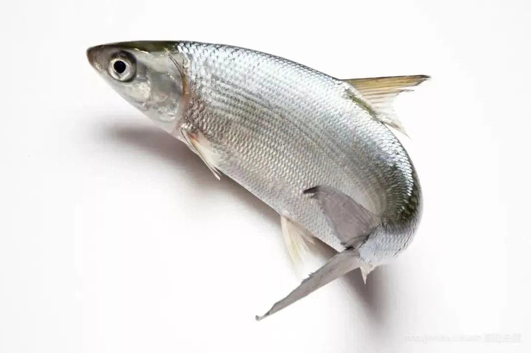 MILK FISH_0