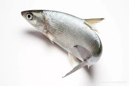 MILK FISH