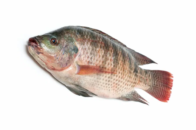 TILAPIA