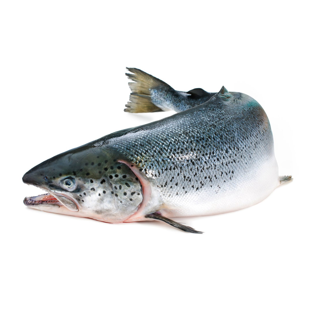 SALMON WHOLE GUTTED