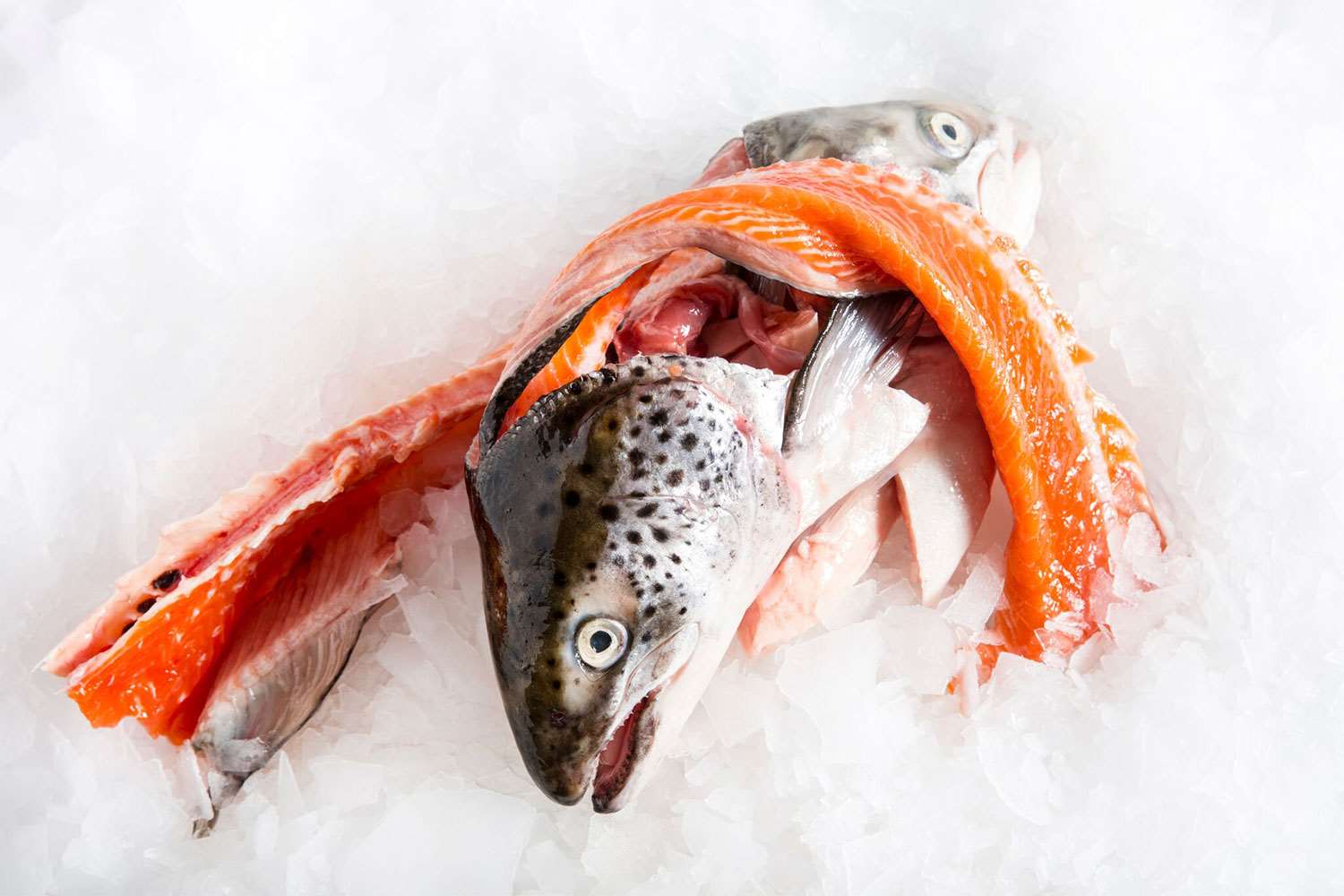 SALMON HEAD_0