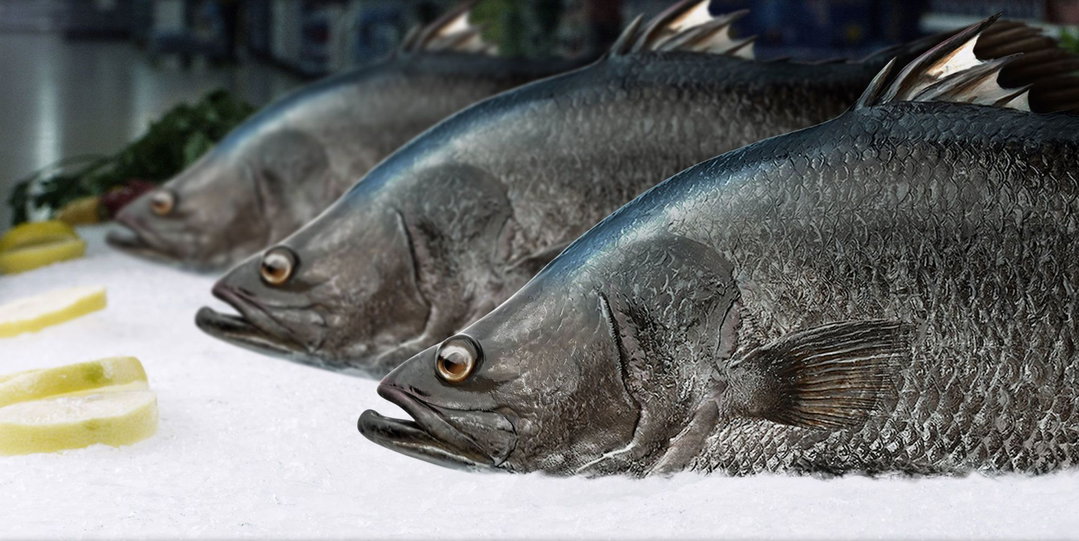 BARRAMUNDI