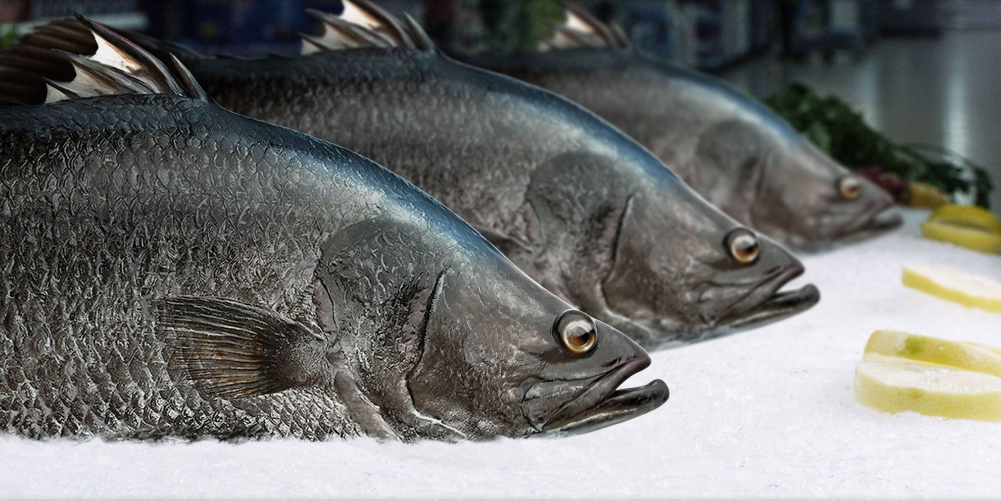 BARRAMUNDI_0