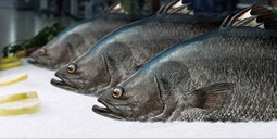 BARRAMUNDI