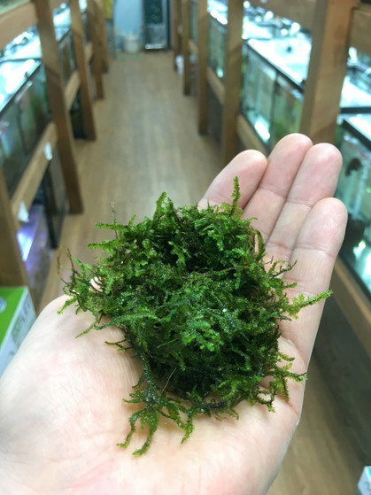 Java Moss _0