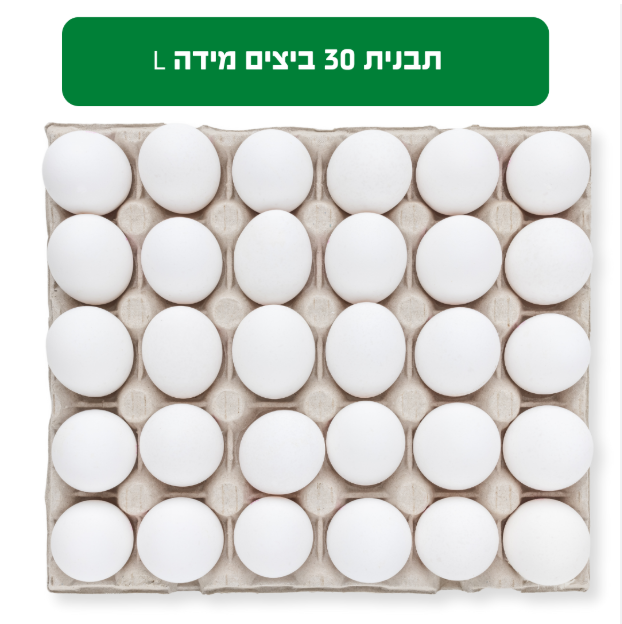 תבנית ביצים_0