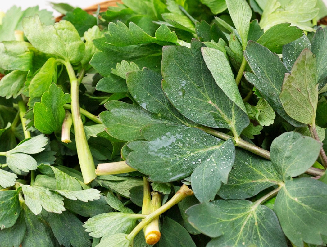 국내산 방풍나물, 300g, 1봉 Korean Bangpung Herbs 300g (1 bag)_3