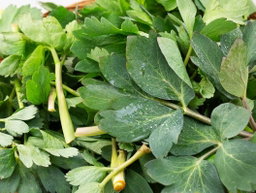 국내산 방풍나물, 300g, 1봉 Korean Bangpung Herbs 300g (1 bag)