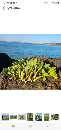 국내산 방풍나물, 300g, 1봉 Korean Bangpung Herbs 300g (1 bag)