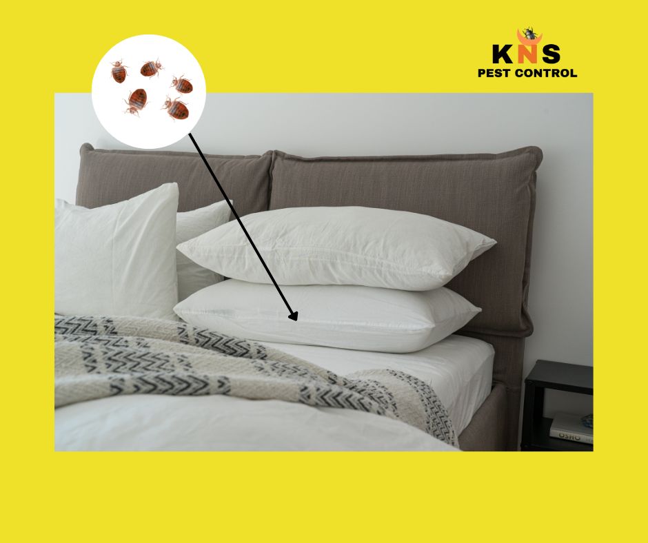 Bed bugs_0