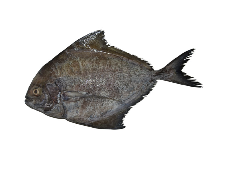 BLACK POMFRET_0