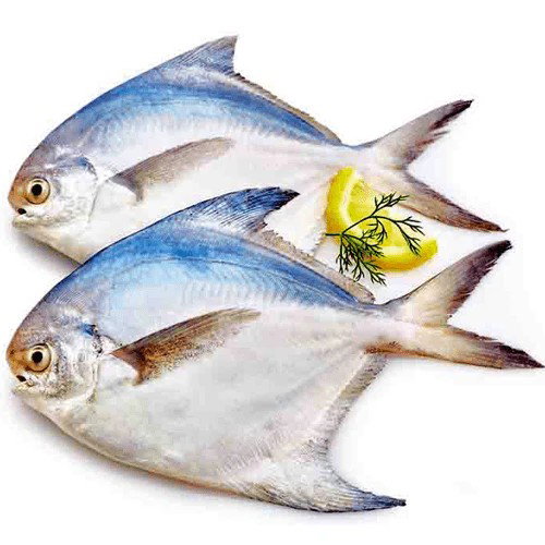 SILVER POMFRET