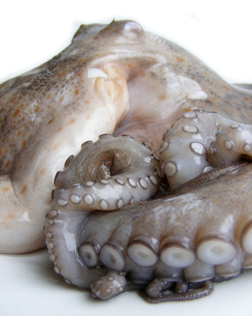 OCTOPUS_0