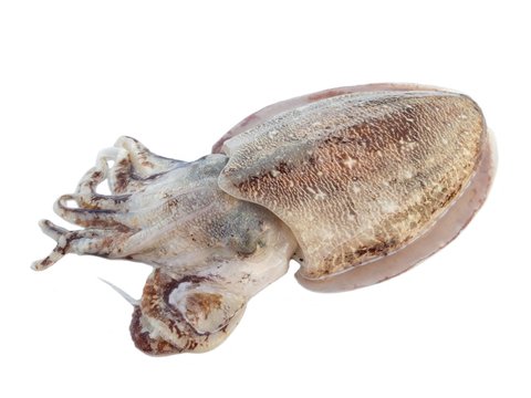 CUTTLE FISH_0