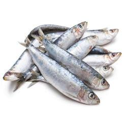 SADRINE FISH