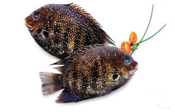 KARIMEEN