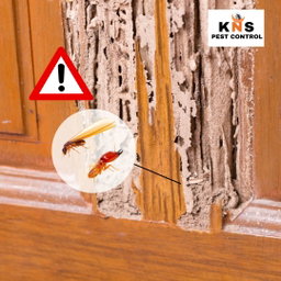 Termite Treatment