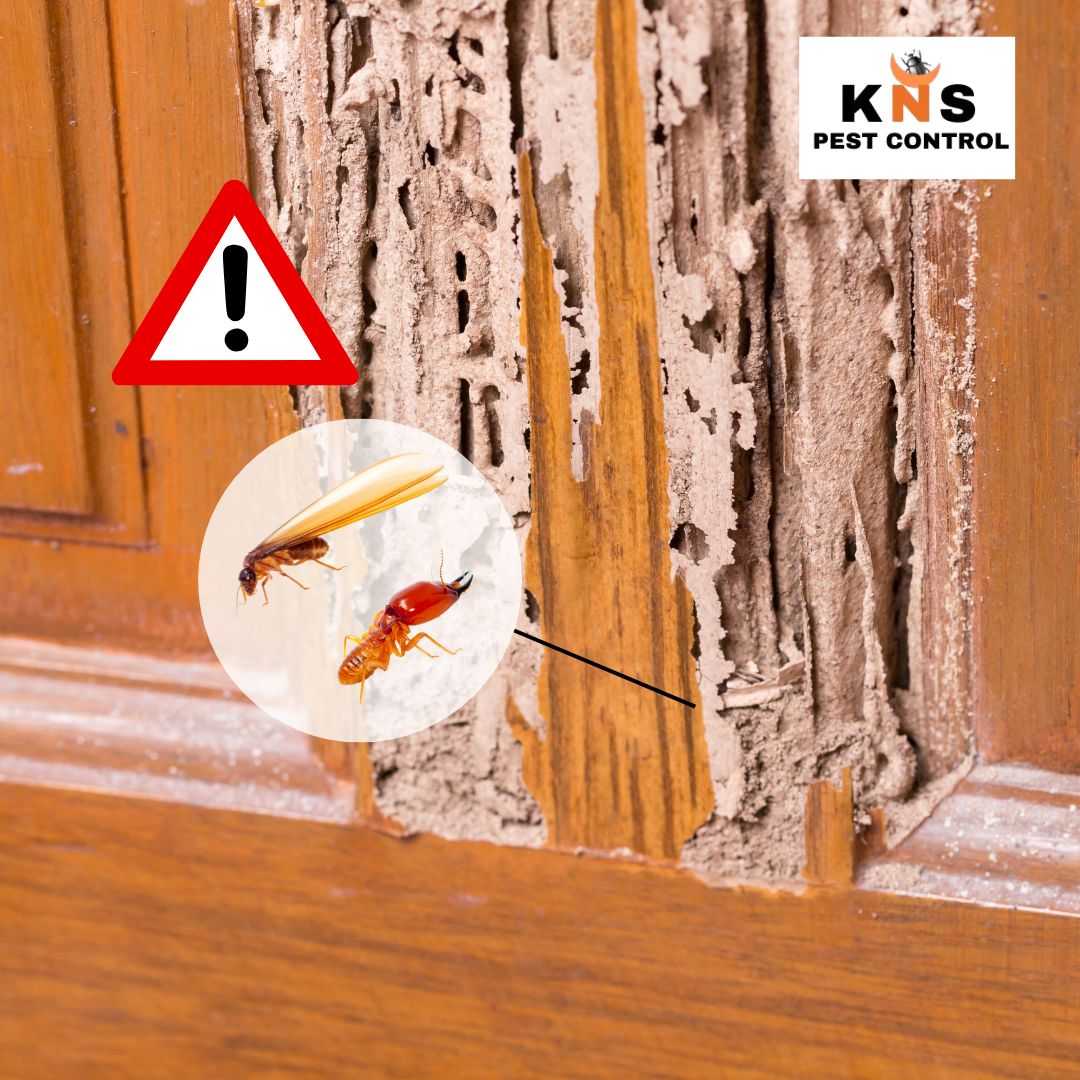 Termite Treatment