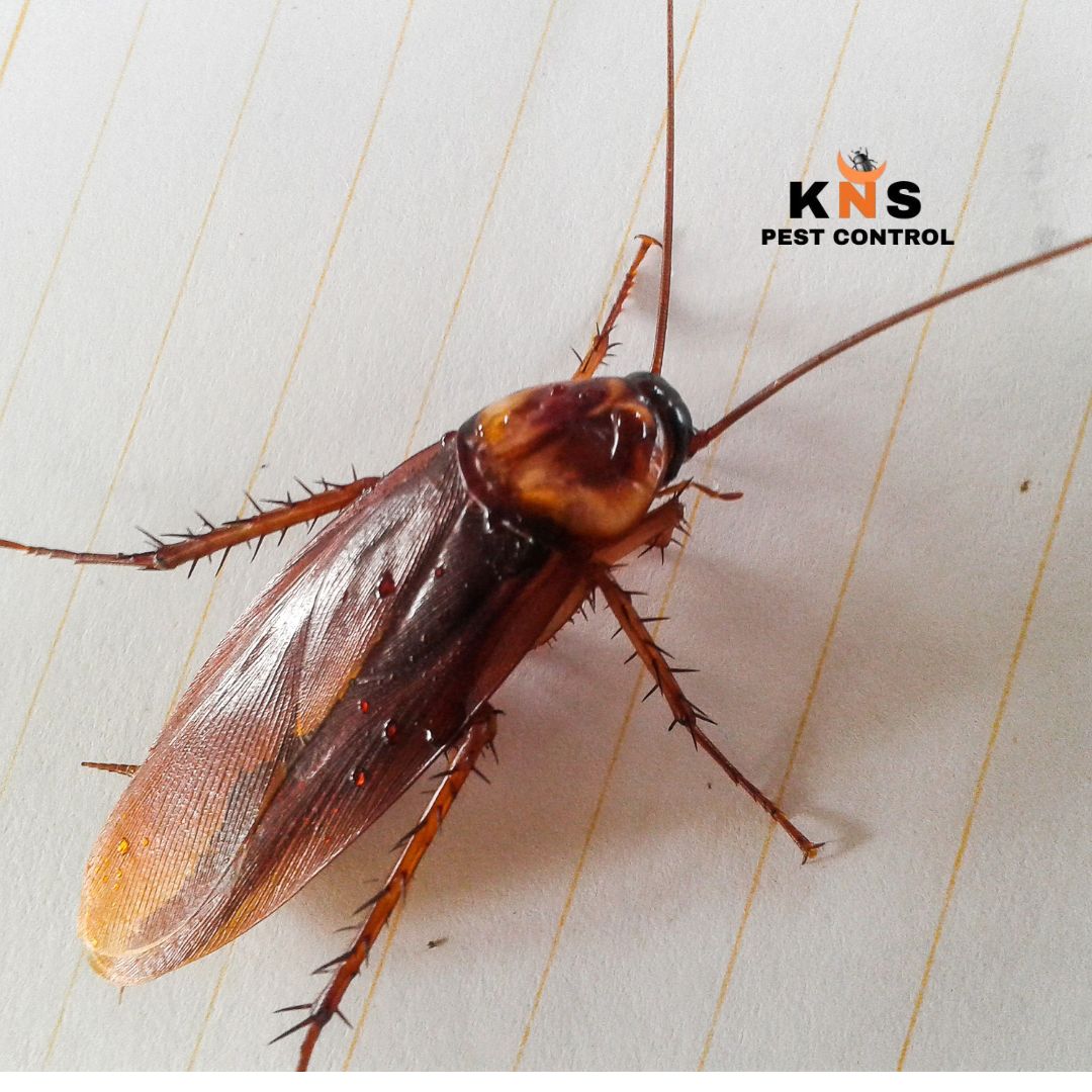Cockroach Treatment