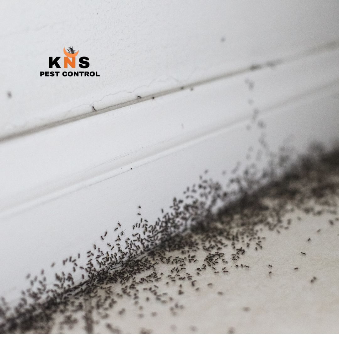 Ants infestation treatment_0