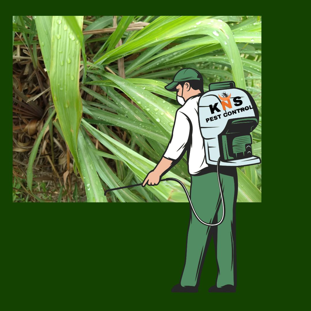Citronella Spray