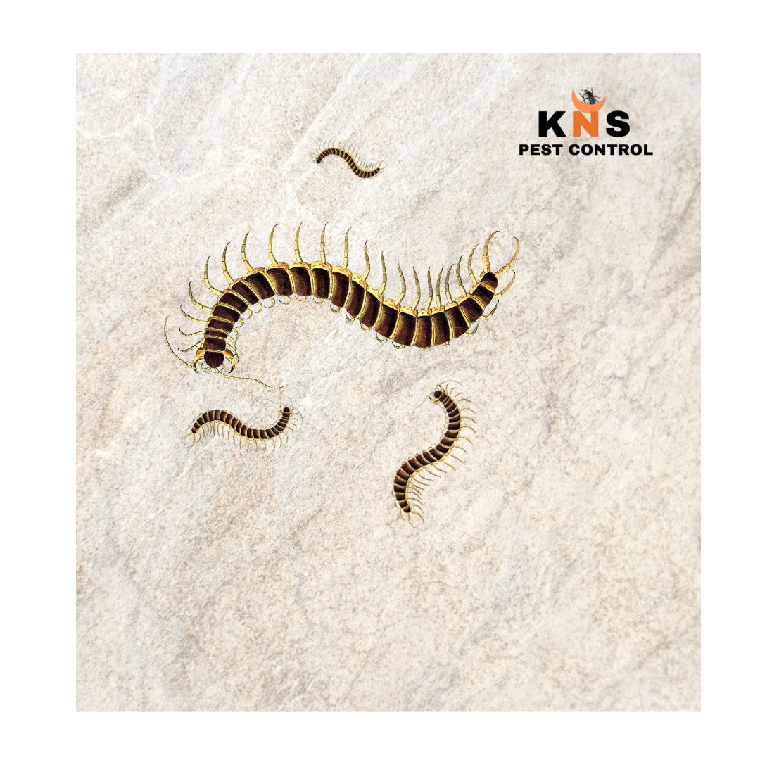 Centipede (Scolopendra) Treatment 