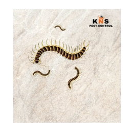 Centipede (Scolopendra) Treatment 