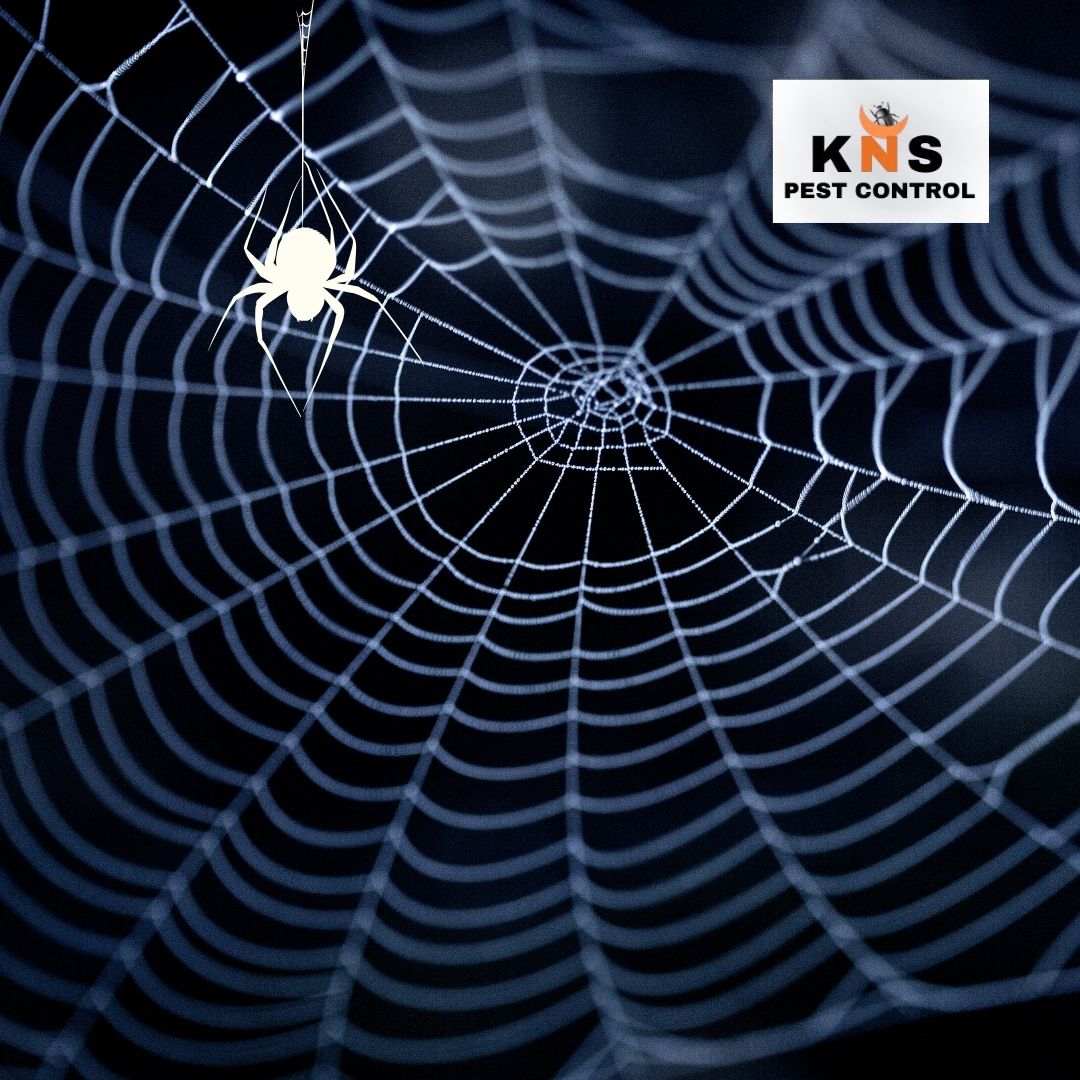 Spider Treatment