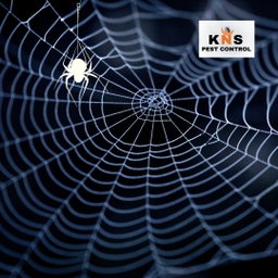 Spider Treatment