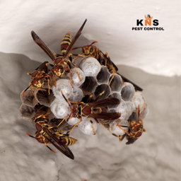Wasp Treatment