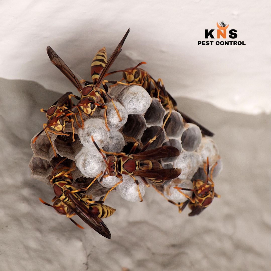Wasp Treatment