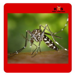 Mosquitoes