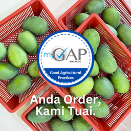 HARUMANIS ORI PERLIS, Manis Melecaih
