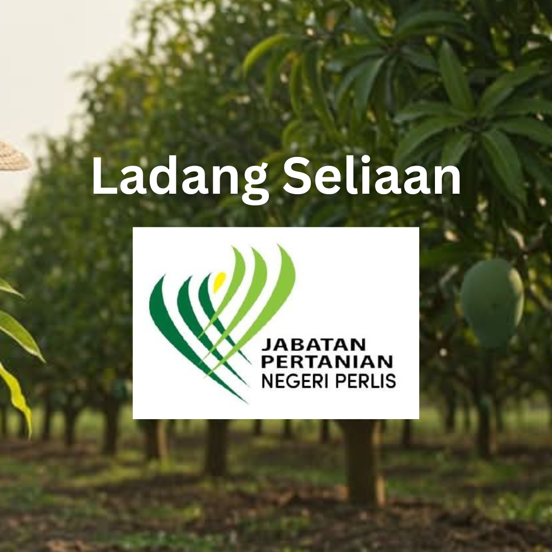HARUMANIS ORI PERLIS, Manis Melecaih_2