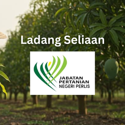 HARUMANIS ORI PERLIS, Manis Melecaih