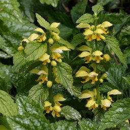 Gele Dovenetel / Stingless nettle flower tops