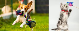 Pet Toys