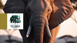Tembo Mega Deal