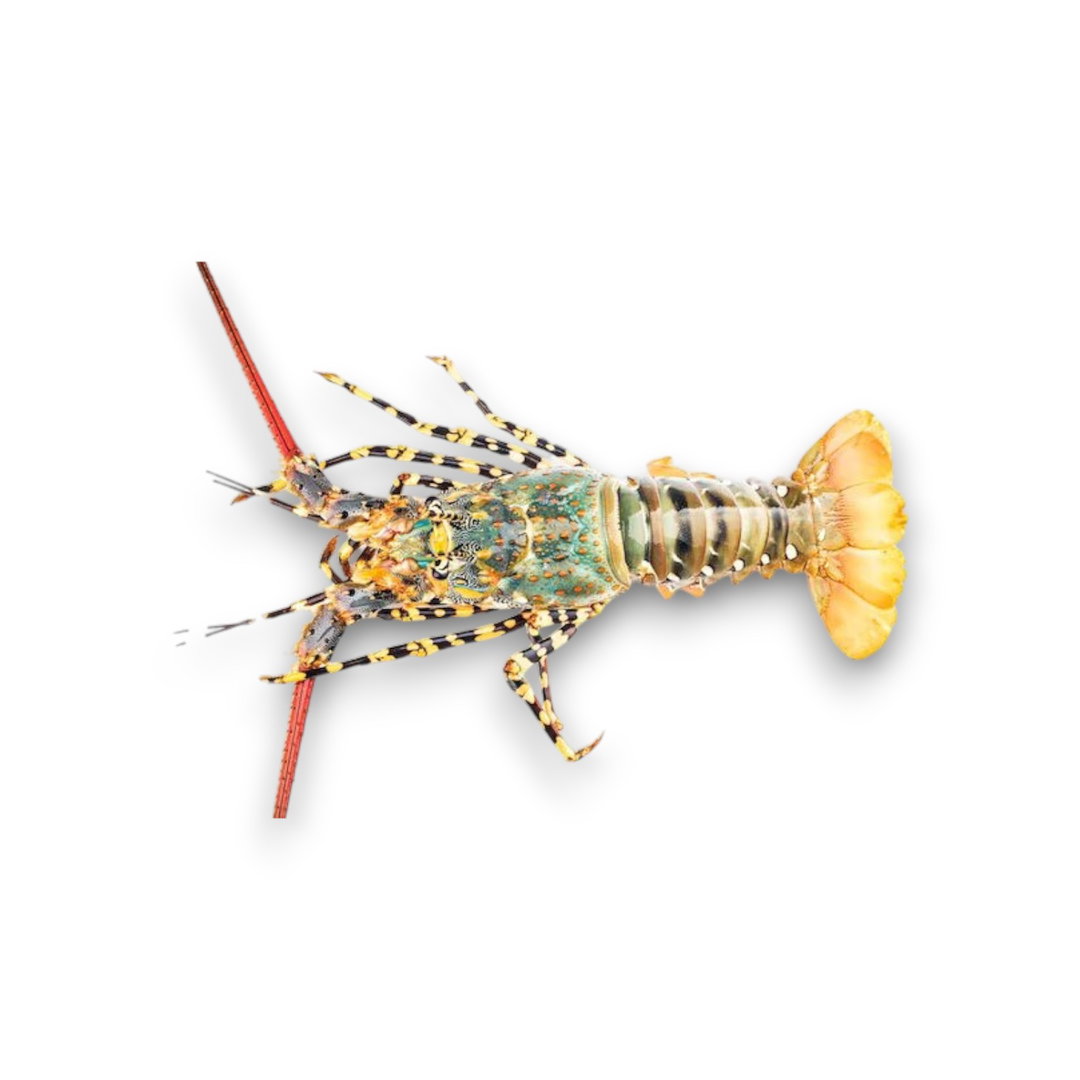 LOBSTER