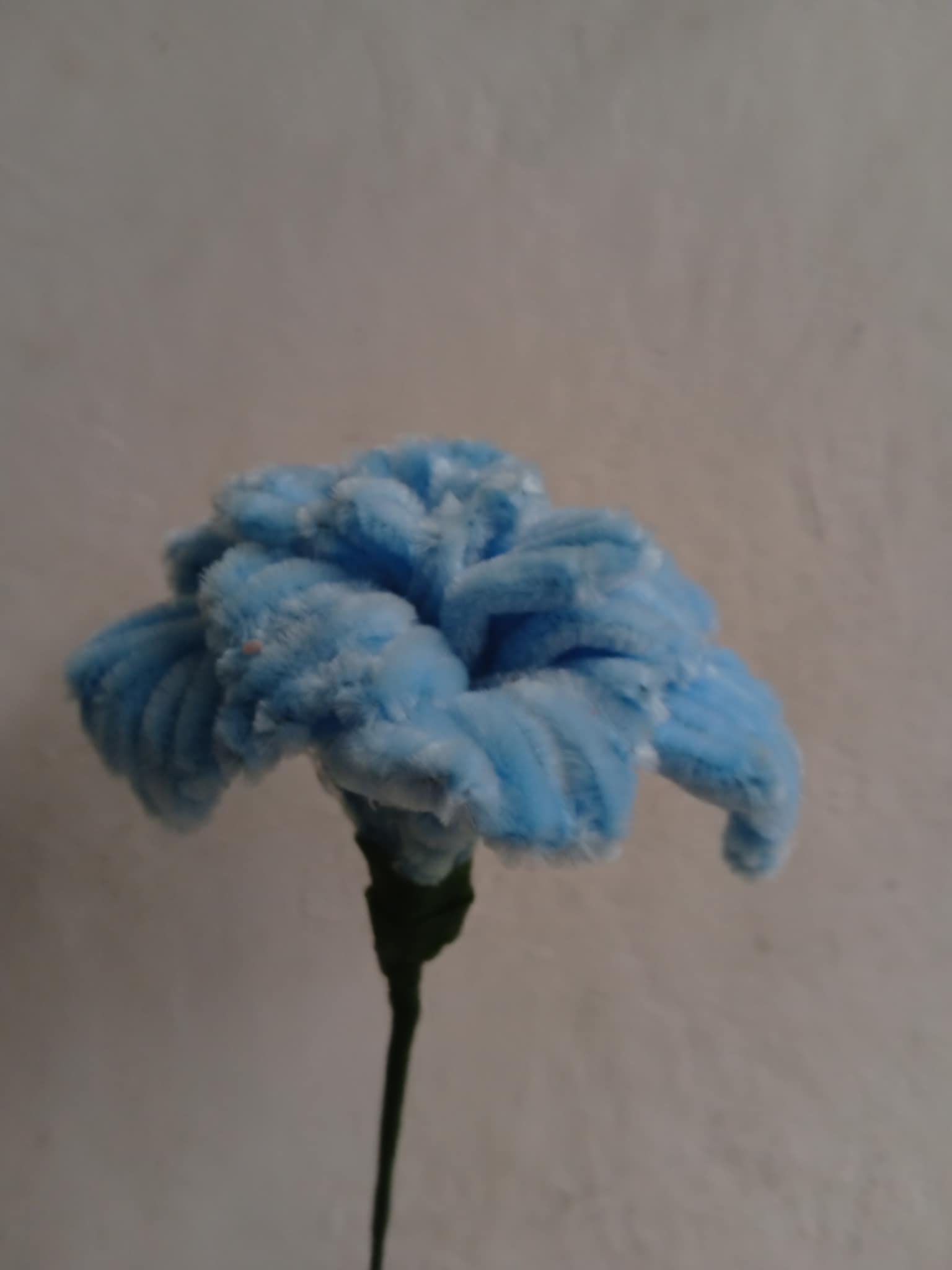 Rose_1