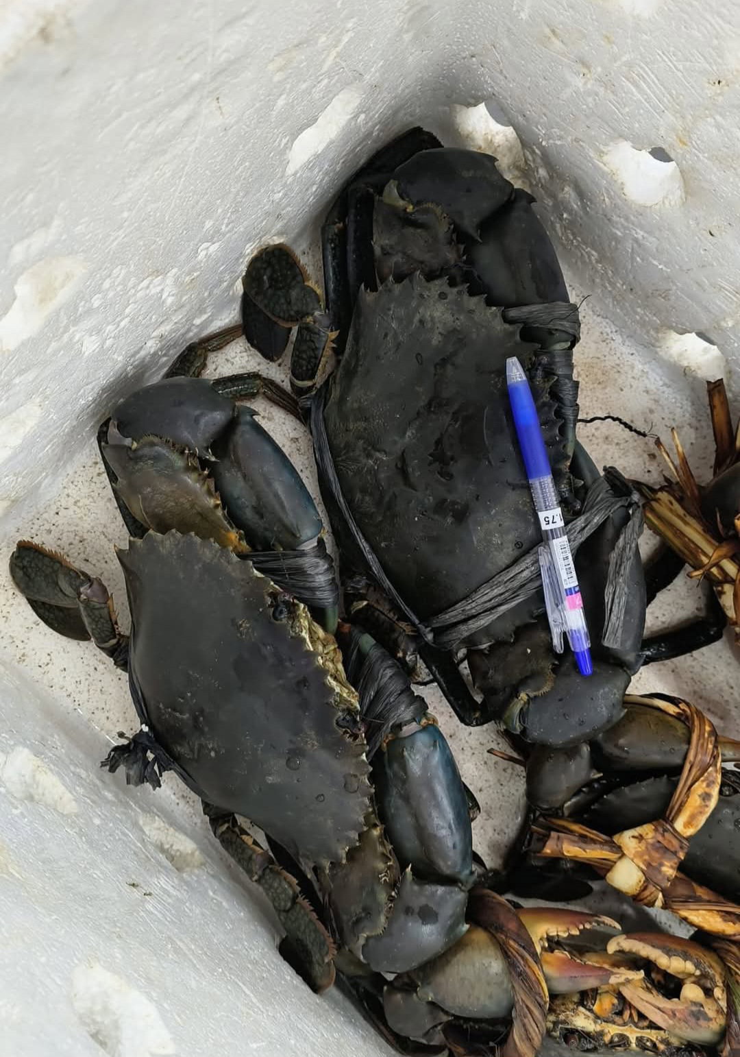 M1.4 - 1.4kg Male Crab x 1 