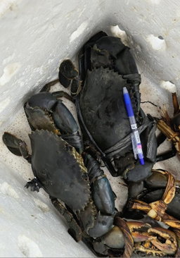 Live Mud Crab - Male Crab 公蟹