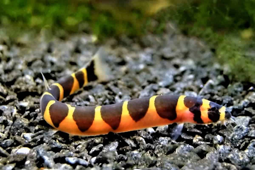Khuli Loach_0