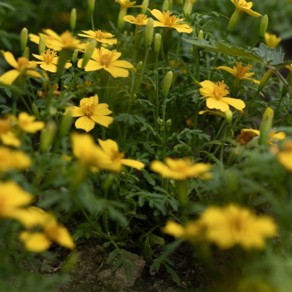 Citroen Afrikaantjes / Tagetes, marigold LEAF_1