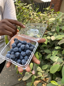 Fresh Fruits
