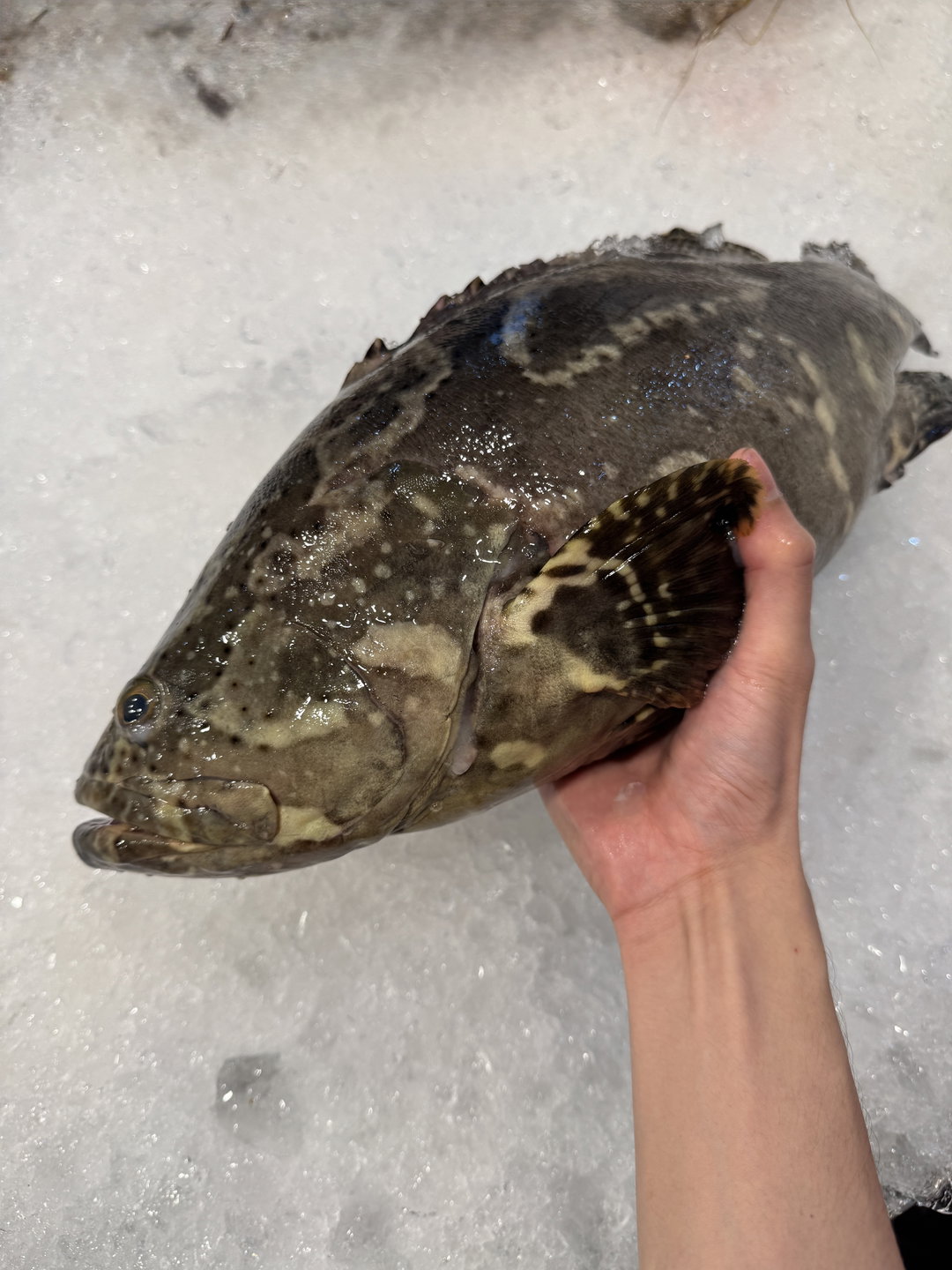 Tiger Grouper