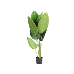 PREMIUM TREE BANANA