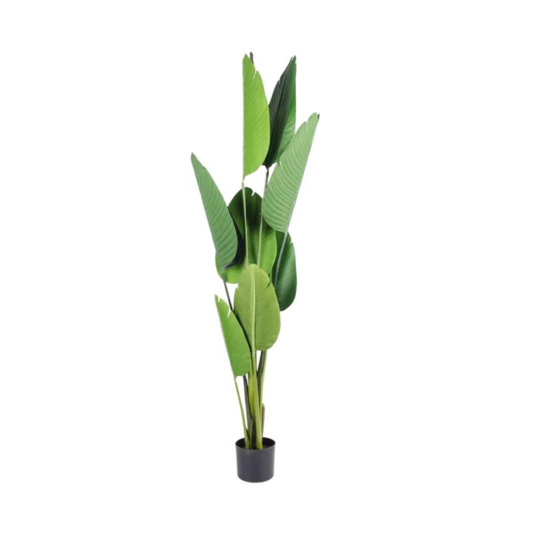PREMIUM TREE BANANA_6